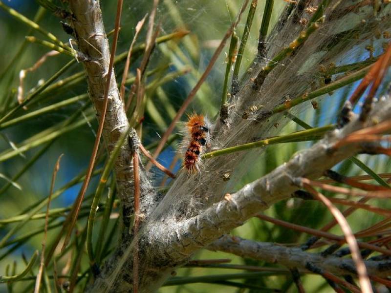 Trouver un traitement pour se débarrasser des chenilles processionnaires sur un arbre sur Blaye et ses environs