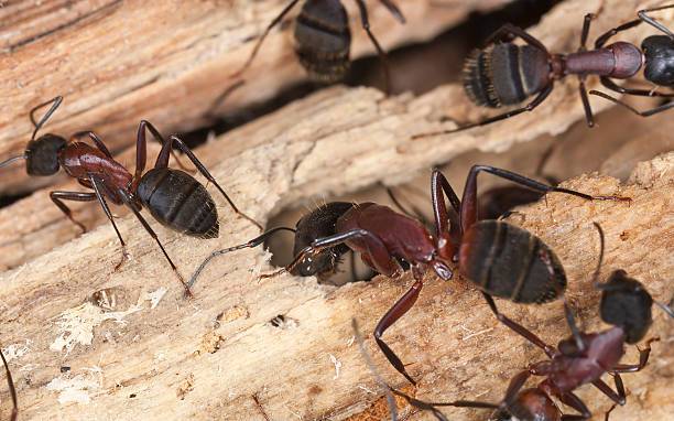 Que faire en cas d'infestation par la fourmi charpentière vers Saint André de Cubzac (33) ?